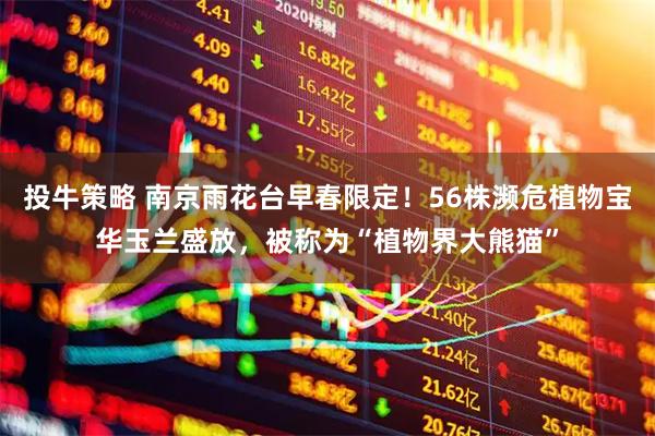 投牛策略 南京雨花台早春限定！56株濒危植物宝华玉兰盛放，被称为“植物界大熊猫”